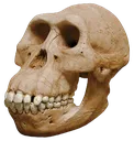 monkeskull
