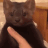 kittydead