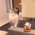LuckyCat LuckyCat