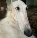 borzoi
