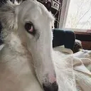 borzoi2