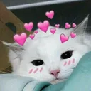 Catluv catluv Discord Emoji