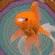 hecklefish