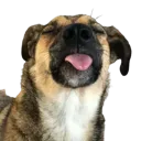 sillygoofydog
