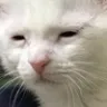 catTired