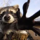 RaccoonNab