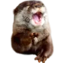 kekwotter