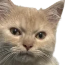 Cat_Disappointed Discord Emoji