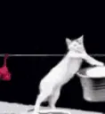 catwashing catwashing