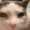 madcatto