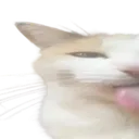 sillyblehcatleft
