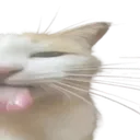 sillyblehcatright
