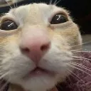 CBcatstare