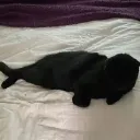 CBseal