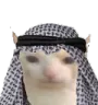 catcoolhat