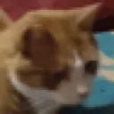dovascat