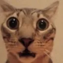 shock