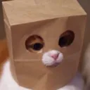 Catshame Discord Emoji