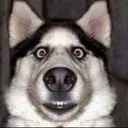 Staredog Discord Emoji