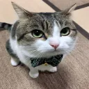 thatonecat
