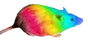 GayRat GayRat