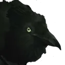 crow