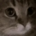 meow meow