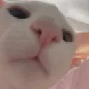 yukicopy Discord Emoji