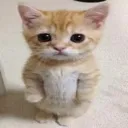 3_cato_humildi Discord Emoji