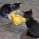 cathandshake cathandshake