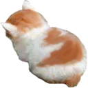 angy_cat Discord emoji