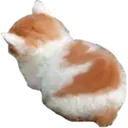 angy_cat angy_cat