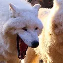 wolf_laugh