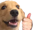 Wdog