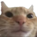 gatoserio6