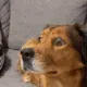 DogWut