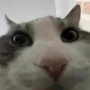 guh