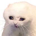 catcry