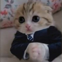 gatoelegante Discord emoji