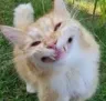 SmileyCat
