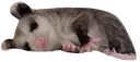 eepyopossum