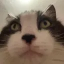 noahscat2
