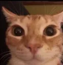 stare_extreme