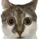 shock