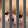 jailSadDog jailSadDog