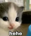 nova_hehe