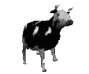 spinbull