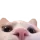 corp_kittypeek Discord Emoji