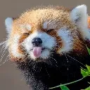 red_panda