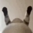 cat_hump